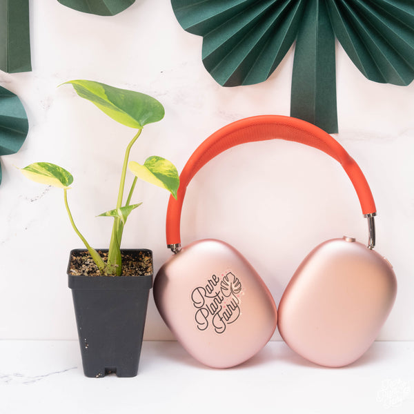 Monstera Deliciosa Aurea Variegated (Large Form) *Grower's Choice*