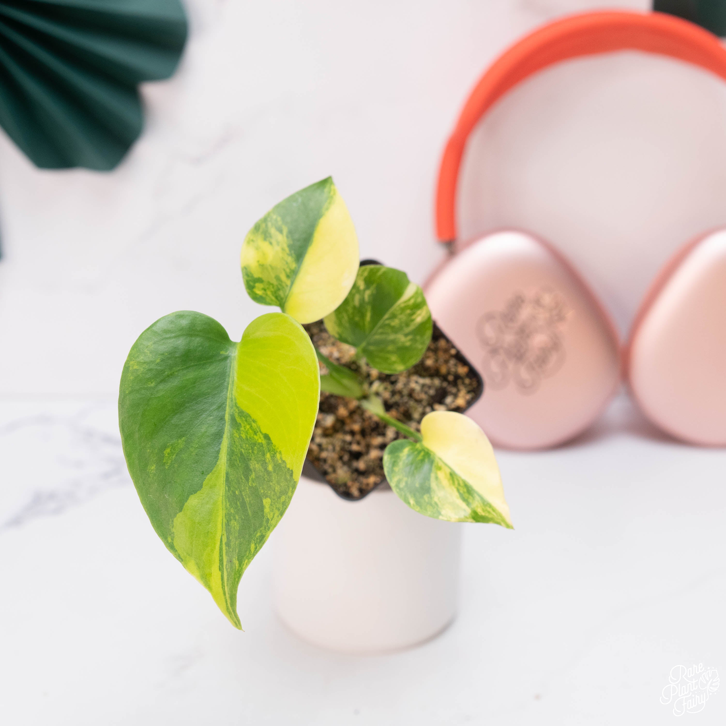 monstera deliciosa pink Monstera Deliciosa Aurea Variegated (Large Form) *Grower's Choice* – Rare Plant Fairy