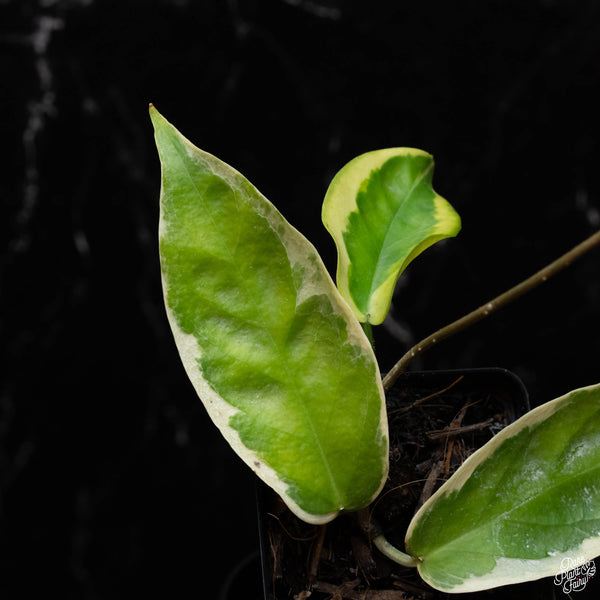 Hoya kenejiana albo variegated *Grower's Choice*