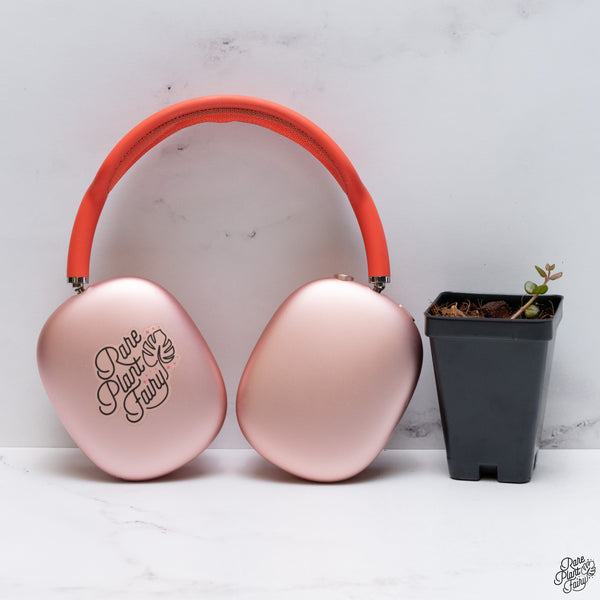 Hoya Chinghungensis Inner Variegated *Grower's Choice*