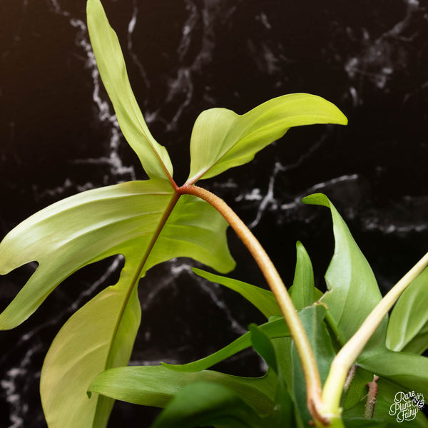 Philodendron 'Florida Ghost' *Grower's choice*