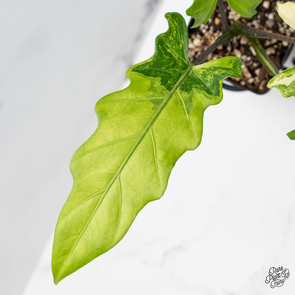 Alocasia Lauterbachiana Aurea Variegated (wk49-F)