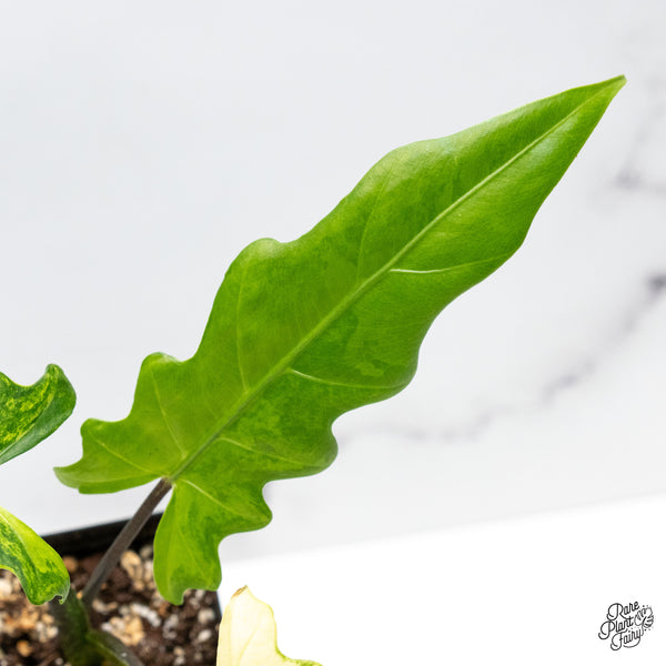 Alocasia Lauterbachiana Aurea Variegated (wk49-F)