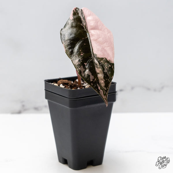 Alocasia Chantrieri Pink Variegated (wk49-B)