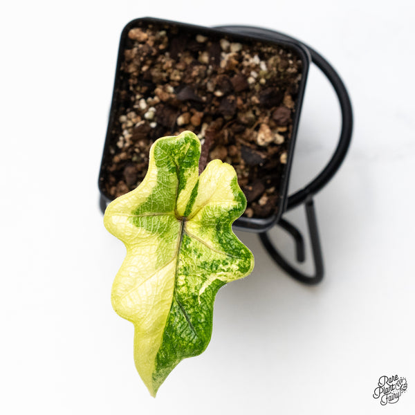 Alocasia Tandurusa Variegated (previously Alocasia 'Jacklyn' or 'Jaclyn') (wk49-K)