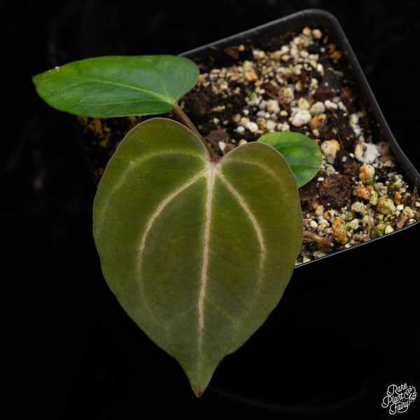 Anthurium Carlablackiae “Carla” *Grower's choice*