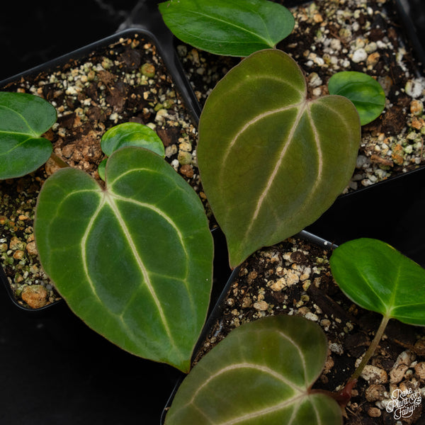 Anthurium Carlablackiae “Carla” *Grower's choice*