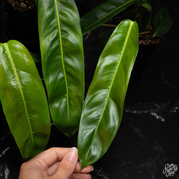 Philodendron Patriciae *Grower's Choice*