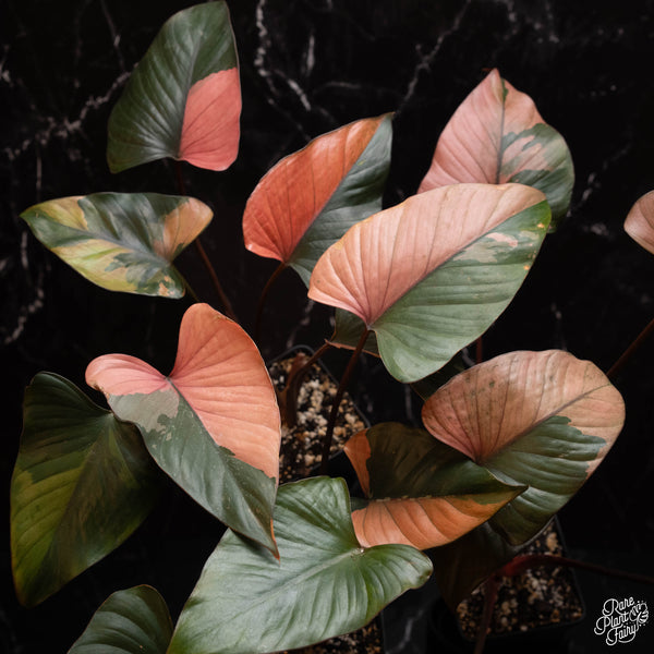 Homalomena cf. aromatica (Spreng.) variegated 'Pink Diamond' *Grower's choice*