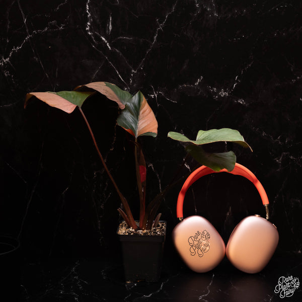 Homalomena cf. aromatica (Spreng.) variegated 'Pink Diamond' *Grower's choice*