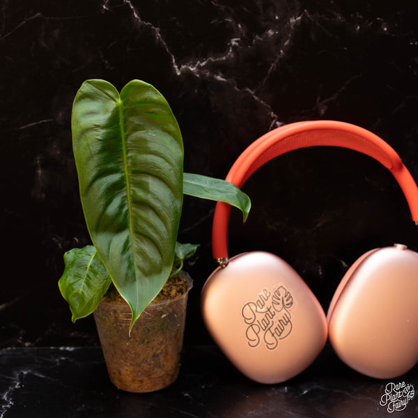 Philodendron sharoniae *Grower's choice*