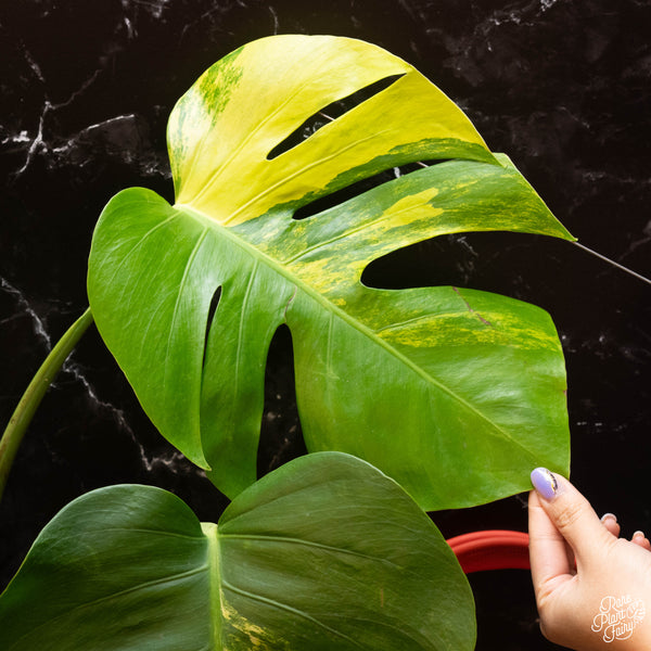 Monstera Deliciosa Aurea Variegated (Small Form/Borsigiana) *Grower's Choice*