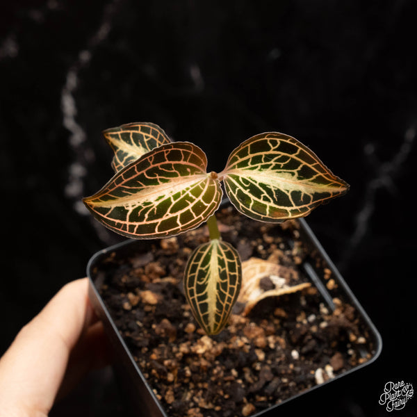 Anoectochilus albolineatus variegated jewel orchid *Growers choice*