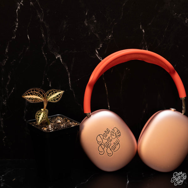 Anoectochilus albolineatus variegated jewel orchid *Growers choice*