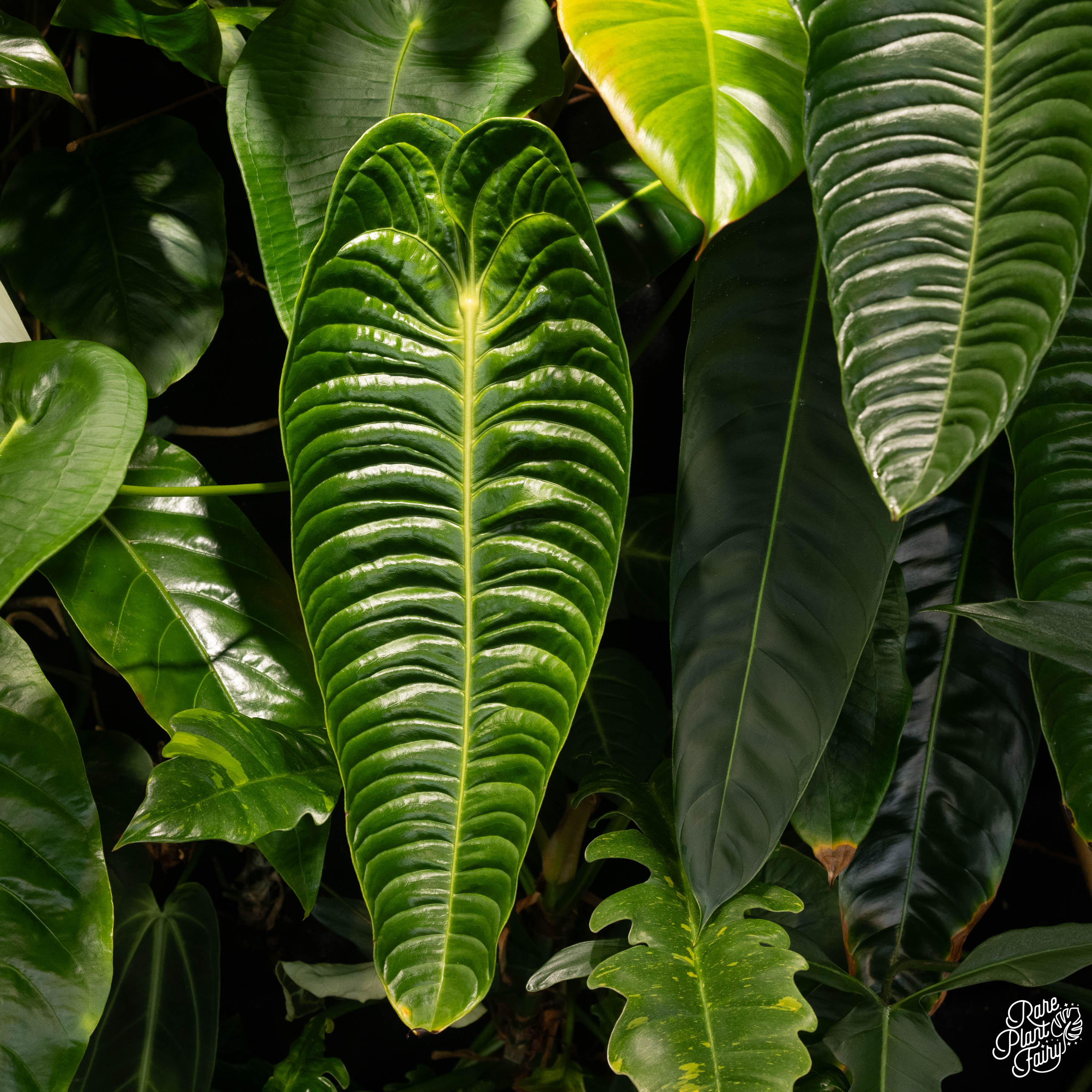 buy anthurium veitchii Anthurium veitchii 'King Anthurium' *Grower's Choice*