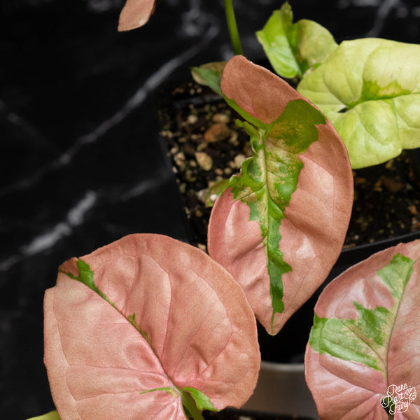 Syngonium 'Pink Lava' *Grower's Choice*