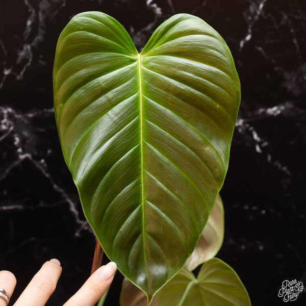 Philodendron grandipes *Grower's choice*
