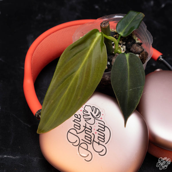 Philodendron gigas *Grower's choice*