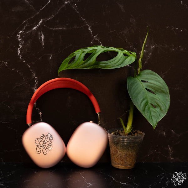 Monstera Esqueleto *Grower's Choice*