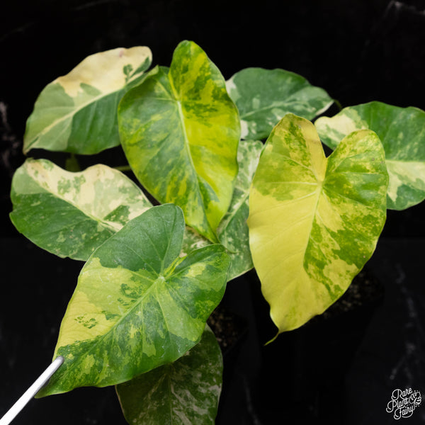 Alocasia odora ‘Gageana’ aurea variegated *Grower's choice*