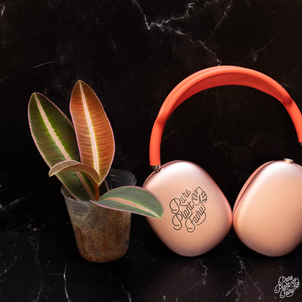 Emblemantha urnulata formerly Labisia sp. pumila *Grower's choice*