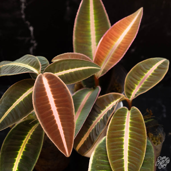 Emblemantha urnulata formerly Labisia sp. pumila *Grower's choice*