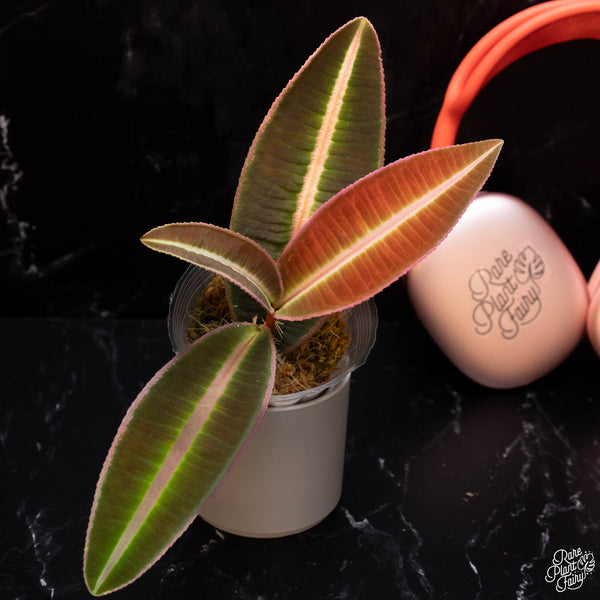 Emblemantha urnulata formerly Labisia sp. pumila *Grower's choice*