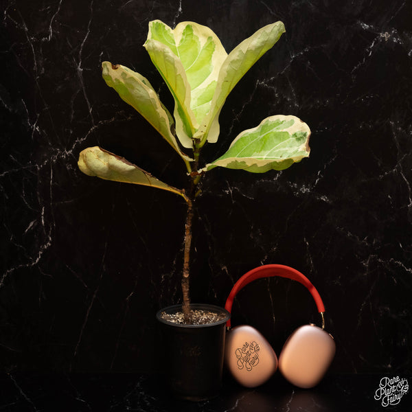 Ficus lyrata variegated fiddle leaf fig tree *Grower's Choice*