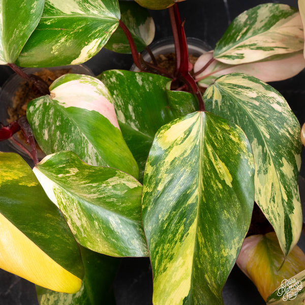Philodendron 'Strawberry Shake' *Grower's choice*
