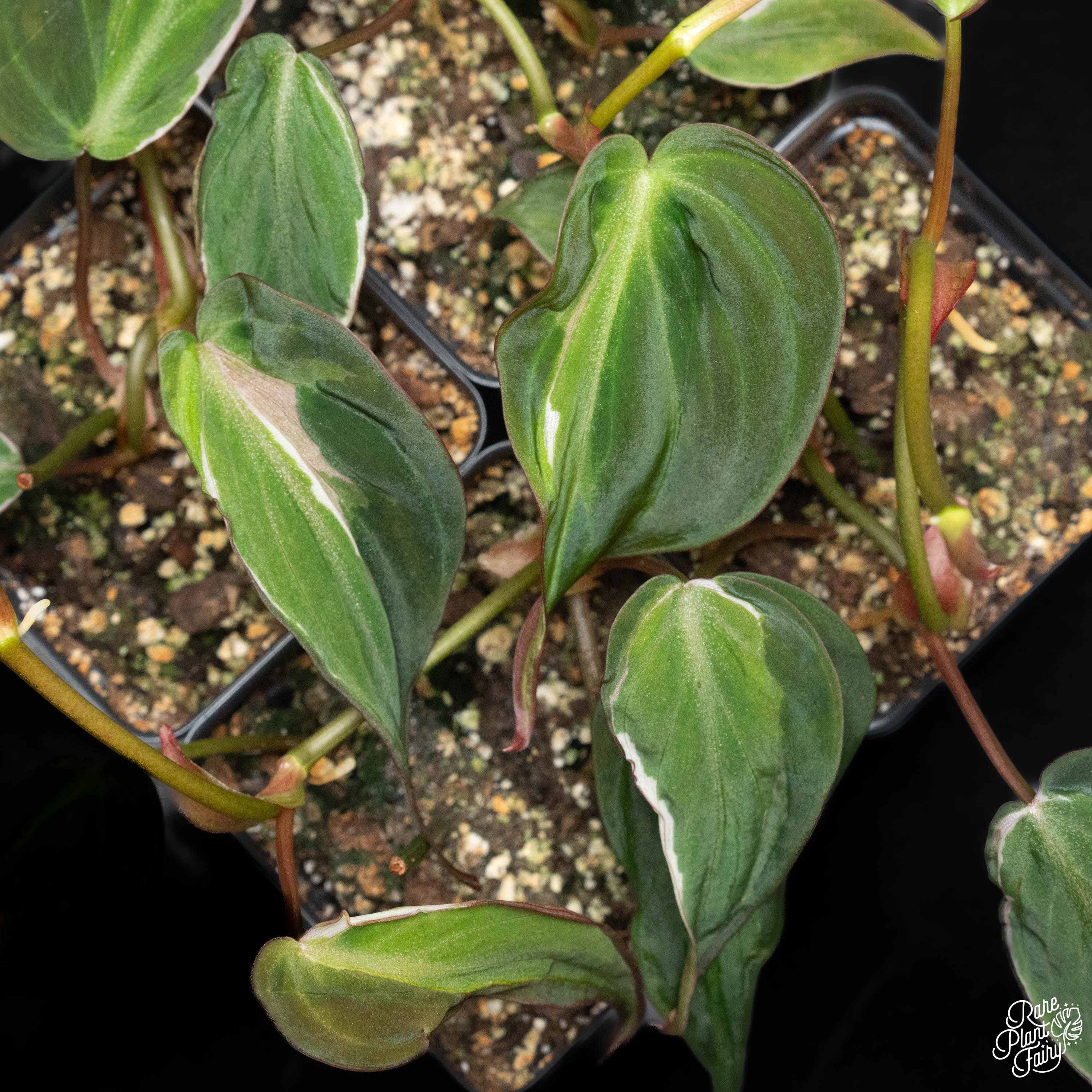 velvet micans philodendron Philodendron Micans Variegated 'Velvet Halo' *Grower's Choice* Starter