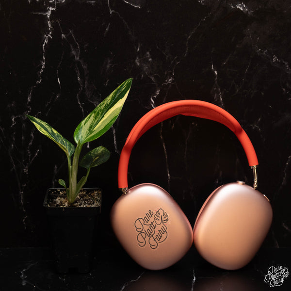 Monstera Standleyana Aurea Variegated *Grower's Choice*