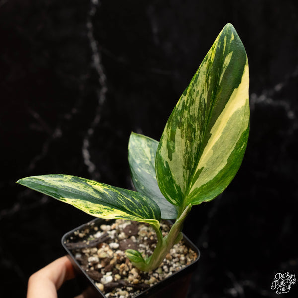 Monstera Standleyana Aurea Variegated *Grower's Choice*