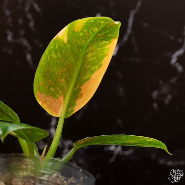 Philodendron 'Green Congo Nuclear’ variegated *Grower's choice*