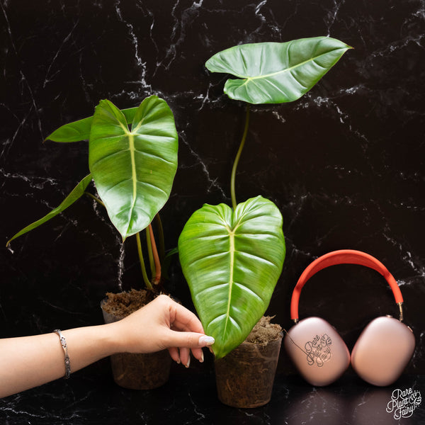 Philodendron billietiae x gloriosum *Grower's choice*