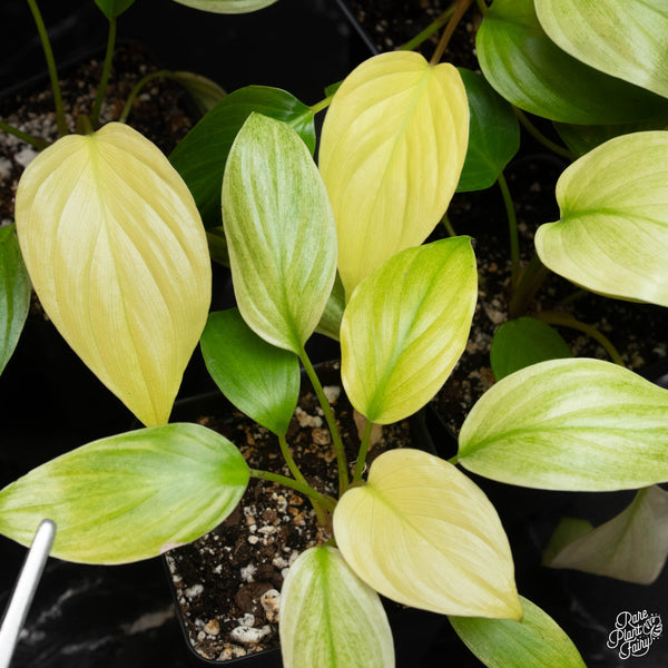 Homalomena Rubescens 'Mint Melon' *Grower's Choice*