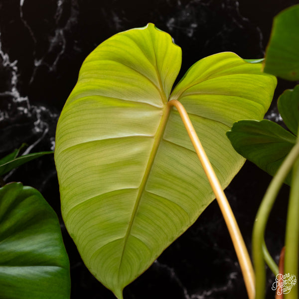 Philodendron billietiae x gloriosum *Grower's choice*