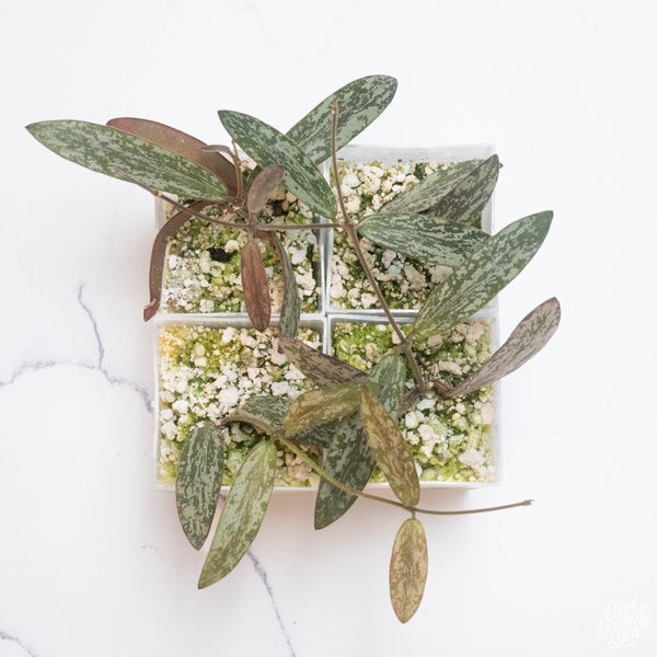 Hoya sigillatis *Grower's Choice*