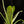 Load image into Gallery viewer, Philodendron Spiritus Sancti *Grower&#39;s choice*
