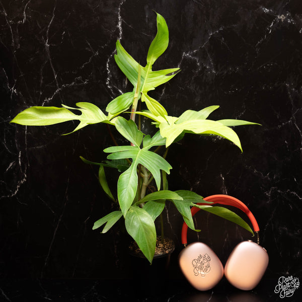 Philodendron 'Florida Ghost' *Grower's choice*