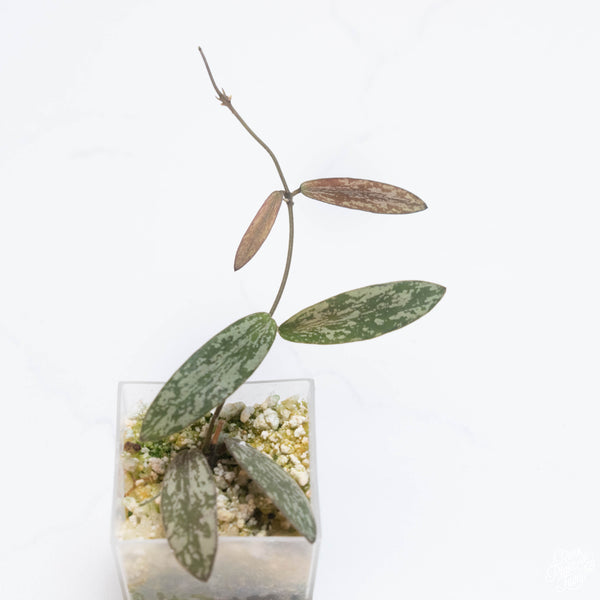 Hoya sigillatis *Grower's Choice*