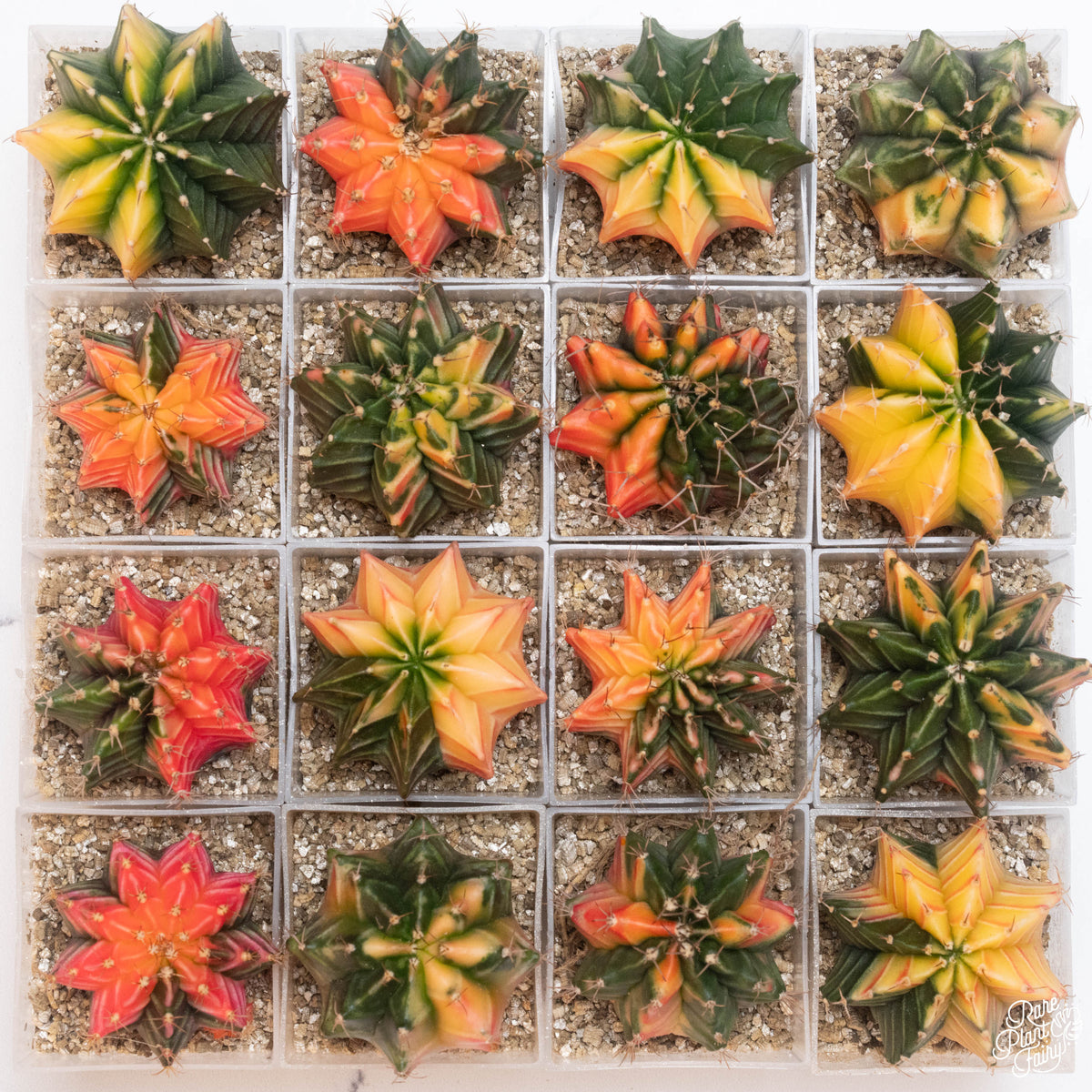 5 Graines De Cactus Gymnocalycium Mihanovichii Variegata - Plante Ornementale, Taches Vertes Et Jaunes