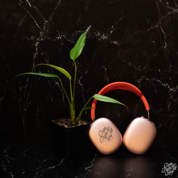 Monstera 'Burle Marx Flame' *Grower's Choice*