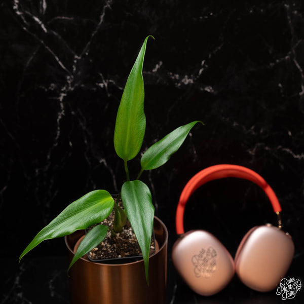 Monstera 'Burle Marx Flame' *Grower's Choice*