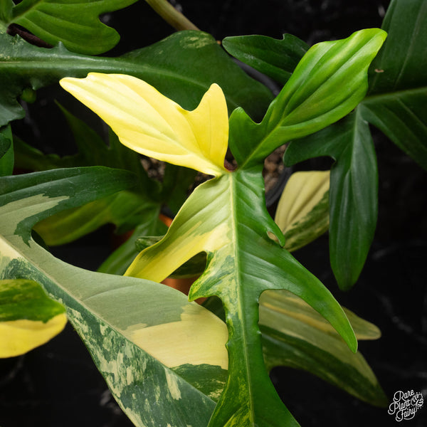 Philodendron 'Florida Beauty' *Grower's choice*