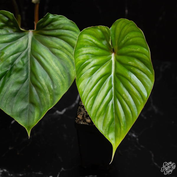 Philodendron plowmanii *Grower's Choice*