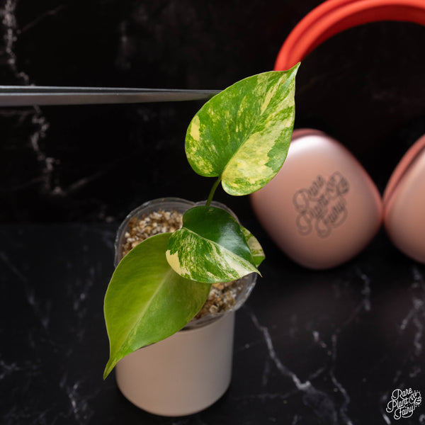 Monstera Deliciosa Aurea Variegated (Large Form) *Grower's Choice*