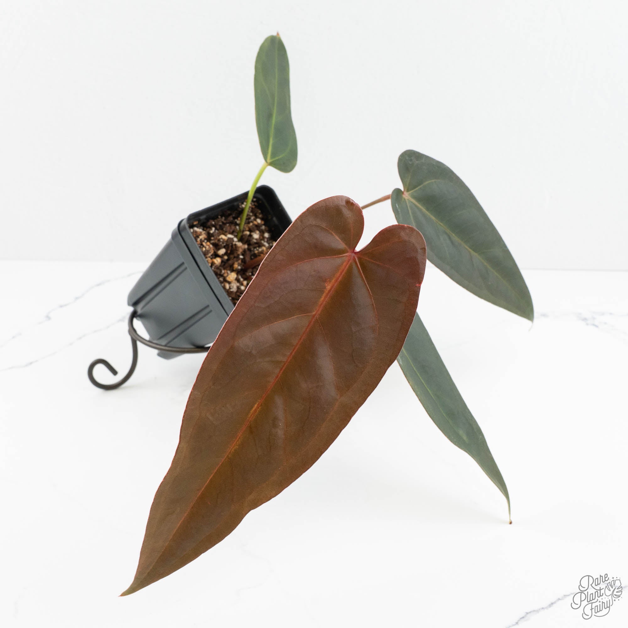 anthurium c Anthurium Dark and Handsome '9' x Dark and Handsome '9' by DocBlock (wk18-C)