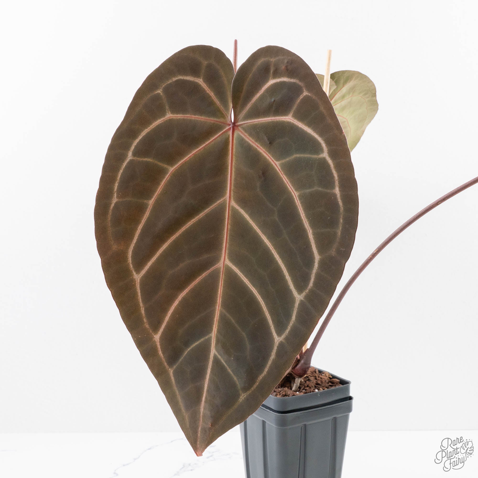 Anthurium Dark & Handsome ダークアンドハンサム Anthurium Dark and Handsome '9' x Dark and Handsome '9' by