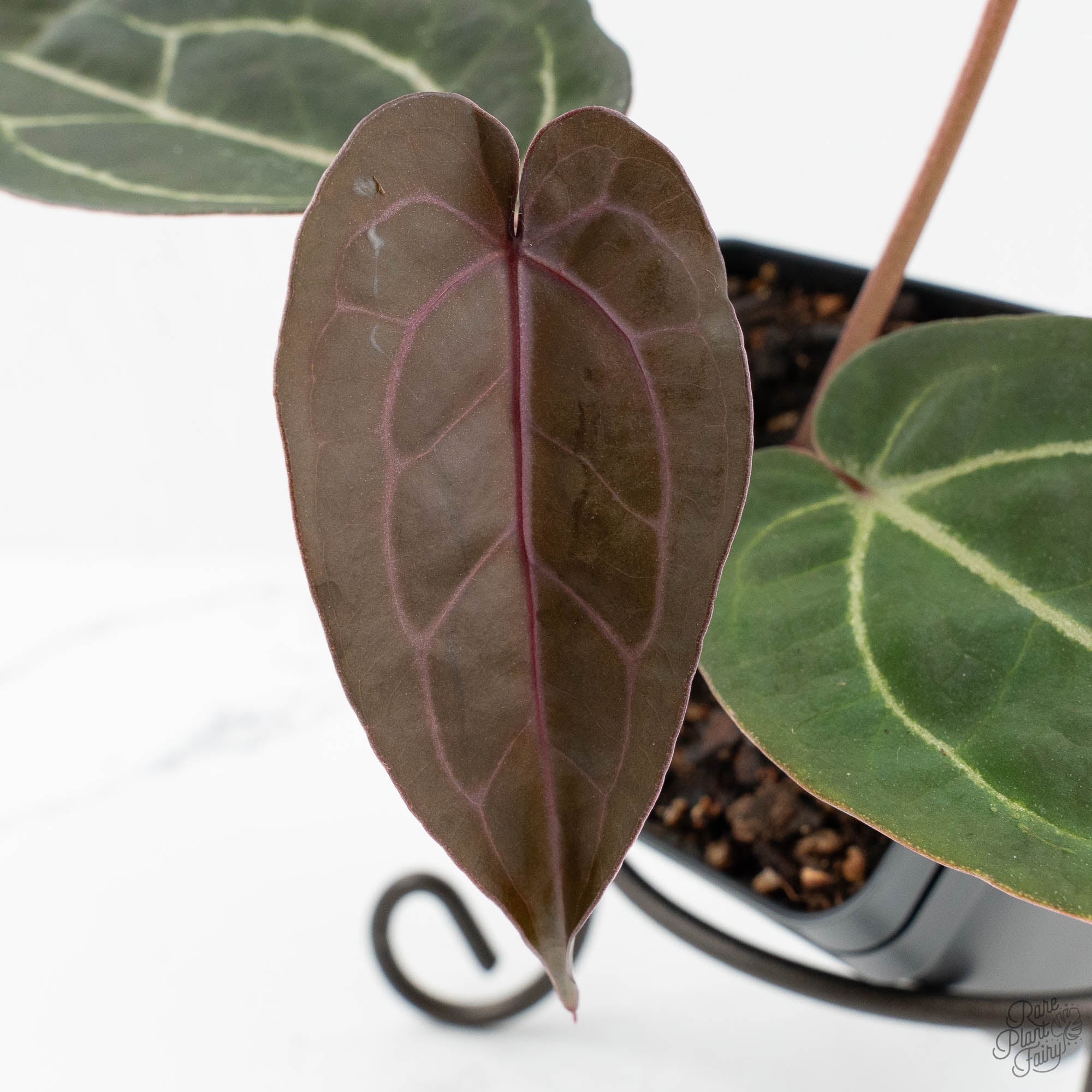 ダチュラページNo2 Anthurium Dark & Handsome '9' x Minerva '20' by DocBlock® (wk18-J