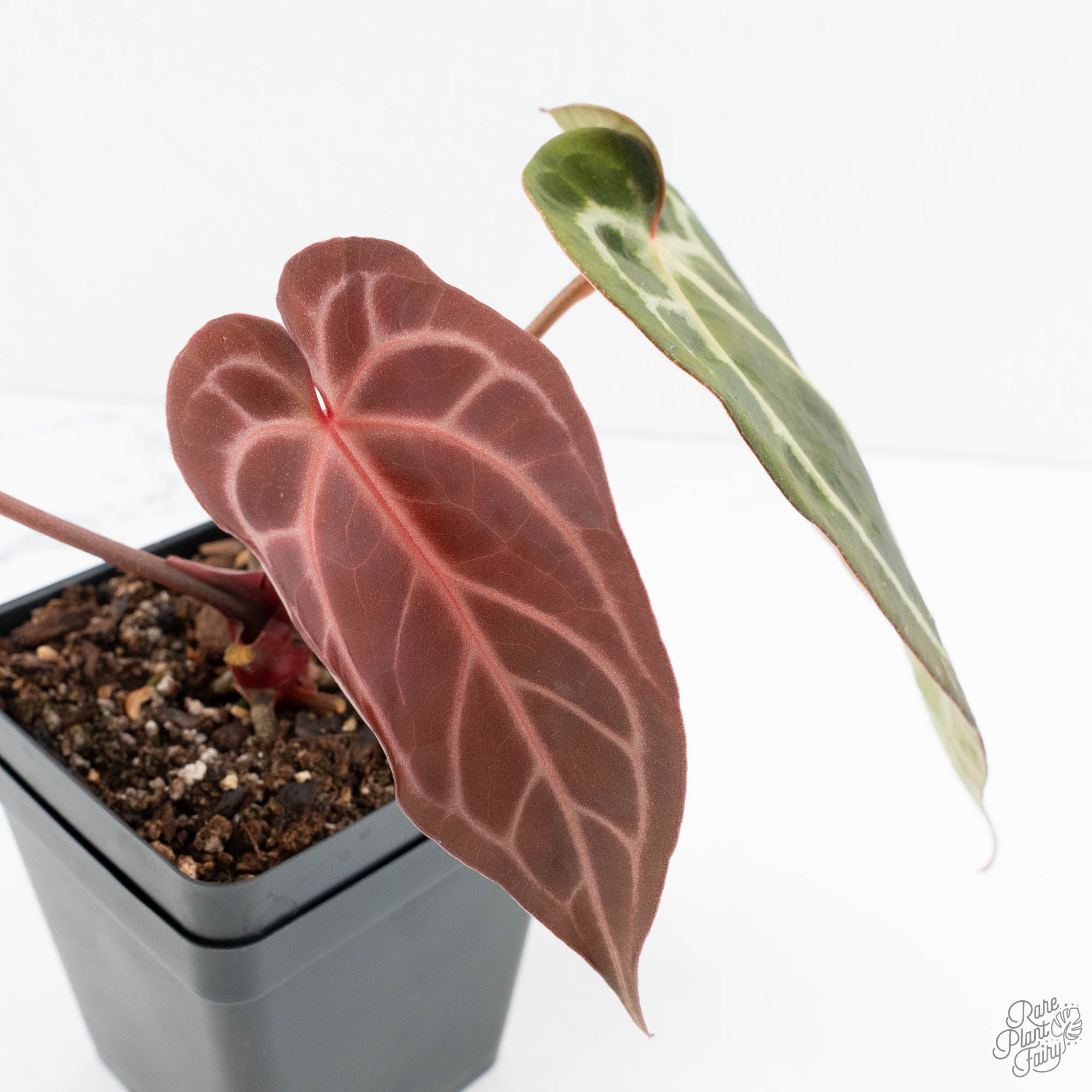 Anthurium Dark & Handsome '9' x Minerva '20' by DocBlock® (wk19-W